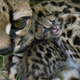 Illustration for article titled ZOMG BABY MARGAY!!! (Yes, there is a kitten in there.)